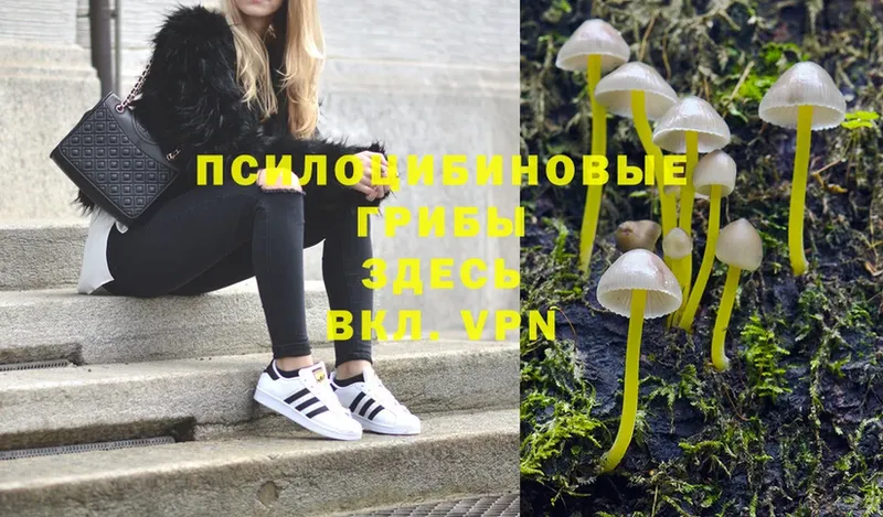 Псилоцибиновые грибы Cubensis  Рассказово 